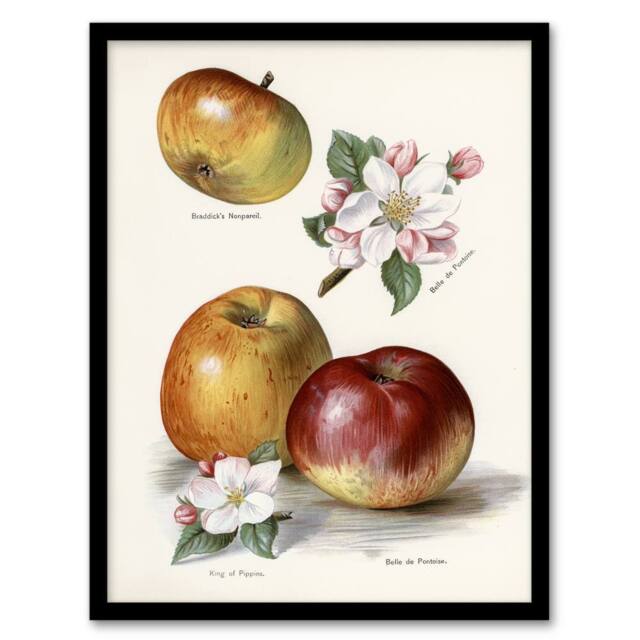 "Artery8 King of Pippins Apple Vintage Illustration Wright Framed Art Print in White - Size: W12"" x H16""" - image 1
