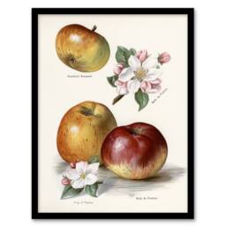 "Artery8 King of Pippins Apple Vintage Illustration Wright Framed Art Print in White - Size: W12"" x H16""" - thumbnail 1