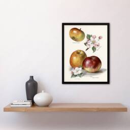 "Artery8 King of Pippins Apple Vintage Illustration Wright Framed Art Print in White - Size: W12"" x H16""" - thumbnail 4