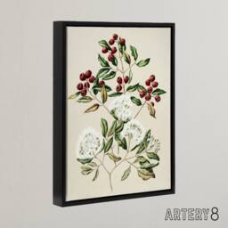 "Artery8 New Zealand Maire Tawake Tree Flowers Featon Framed Canvas Wall Art in Beige - Size: W12"" x H16""" - thumbnail 2