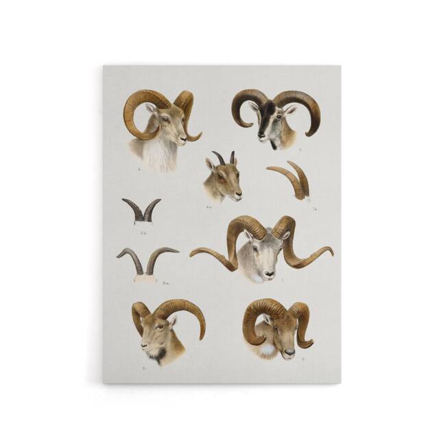 "Artery8 Wild Bovidae Vintage Illustration Lydekker Canvas Wall Art in White - Size: W18"" x H24""" - image 1