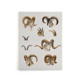 "Artery8 Wild Bovidae Vintage Illustration Lydekker Canvas Wall Art in White - Size: W18"" x H24""" - thumbnail 1
