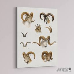 "Artery8 Wild Bovidae Vintage Illustration Lydekker Canvas Wall Art in White - Size: W18"" x H24""" - thumbnail 2