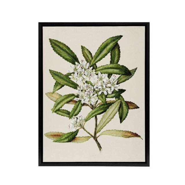 "Artery8 New Zealand Tawari Plant Flowers Featon Framed Canvas Wall Art Print in Beige - Size: W12"" x H16""" - image 1