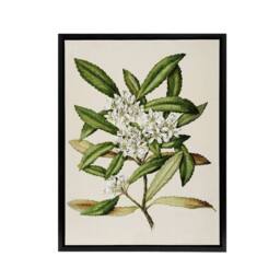 "Artery8 New Zealand Tawari Plant Flowers Featon Framed Canvas Wall Art Print in Beige - Size: W12"" x H16""" - thumbnail 1