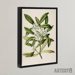 "Artery8 New Zealand Tawari Plant Flowers Featon Framed Canvas Wall Art Print in Beige - Size: W12"" x H16""" - thumbnail 2