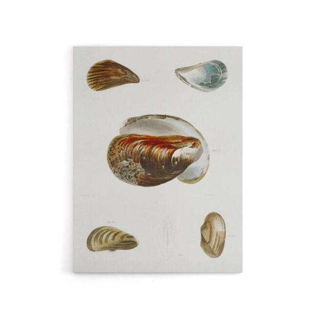"Artery8 James De Kay Different Types of Mussel Seashells Canvas Wall Art Print in White - Size: W12"" x H16""" - image 1