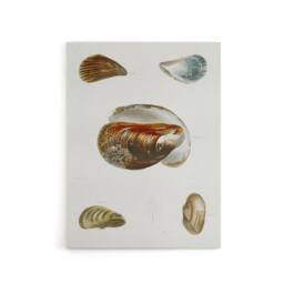 "Artery8 James De Kay Different Types of Mussel Seashells Canvas Wall Art Print in White - Size: W12"" x H16""" - thumbnail 1