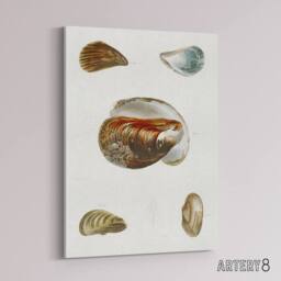 "Artery8 James De Kay Different Types of Mussel Seashells Canvas Wall Art Print in White - Size: W12"" x H16""" - thumbnail 2
