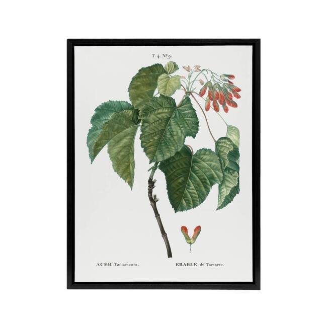 "Artery8 Acer Tataricum Botanical Redoute Vintage Black Framed Canvas Wall Art in White - Size: W12"" x H16""" - image 1