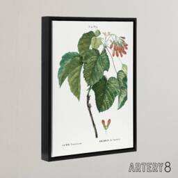 "Artery8 Acer Tataricum Botanical Redoute Vintage Black Framed Canvas Wall Art in White - Size: W12"" x H16""" - thumbnail 2