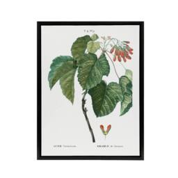 "Artery8 Acer Tataricum Botanical Redoute Vintage Black Framed Canvas Wall Art in White - Size: W12"" x H16""" - thumbnail 1
