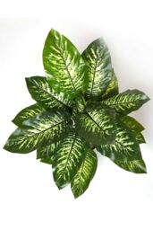 Homescapes Dieffenbachia Dumb Cane Plant in Pot, 150 cm Tall in Green - thumbnail 2