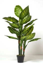 Homescapes Dieffenbachia Dumb Cane Plant in Pot, 150 cm Tall in Green - thumbnail 5