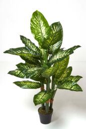 Homescapes Dieffenbachia Dumb Cane Plant in Pot, 150 cm Tall in Green - thumbnail 1