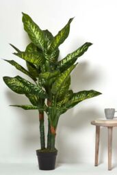 Homescapes Dieffenbachia Dumb Cane Plant in Pot, 150 cm Tall in Green - thumbnail 6
