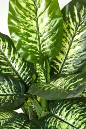 Homescapes Dieffenbachia Dumb Cane Plant in Pot, 150 cm Tall in Green - thumbnail 4