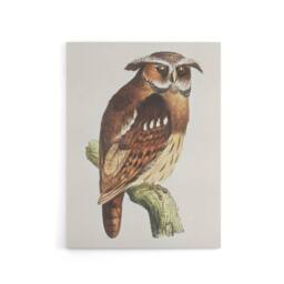 "Artery8 Eagle Owl Perched on a Branch Canvas Wall Art Print van Hoytema in Brown - Size: W18"" x H24""" - thumbnail 1