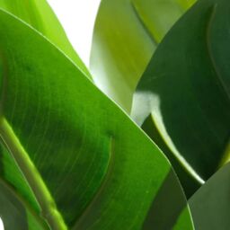 Leaf Artificial Foliage Plant Potted Aureum 45cm Pack of 6 in Green - thumbnail 5