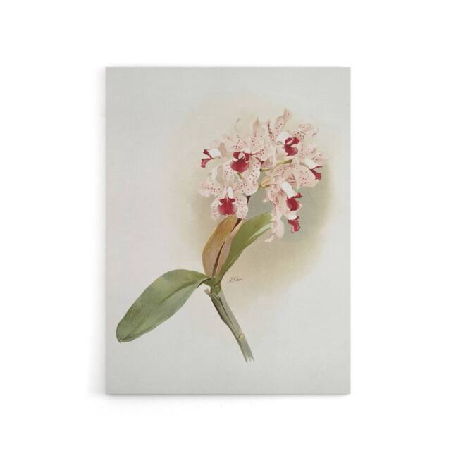 "Artery8 Frederick Sander Cattleya Amethystoglossa Orchid Canvas Wall Art Print in White - Size: W12"" x H16""" - image 1