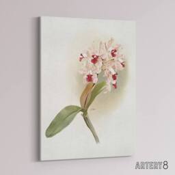 "Artery8 Frederick Sander Cattleya Amethystoglossa Orchid Canvas Wall Art Print in White - Size: W12"" x H16""" - thumbnail 2
