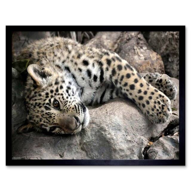 "Artery8 Jaguar Cub Big Cat Nature Home Decor 12x16"" Framed Art Print in Grey - Size: W12"" x H16""" - image 1