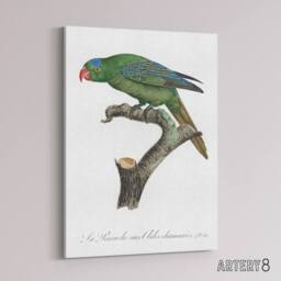"Artery8 The Blue Naped Parrot Francois Levaillant Canvas Wall Art Print in White - Size: W12"" x H16""" - thumbnail 2
