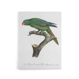 "Artery8 The Blue Naped Parrot Francois Levaillant Canvas Wall Art Print in White - Size: W12"" x H16""" - thumbnail 1