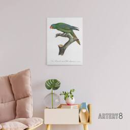 "Artery8 The Blue Naped Parrot Francois Levaillant Canvas Wall Art Print in White - Size: W12"" x H16""" - thumbnail 3