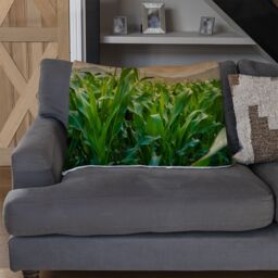 Benjamin Tate Design green corn field in agricultural garden & light shines sunset Designer Blanket in Natural - Size: 120 cm x 150 cm - thumbnail 2