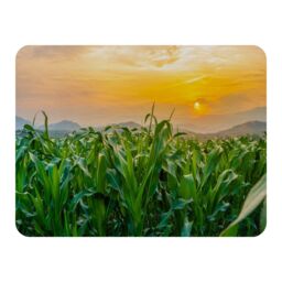 Benjamin Tate Design green corn field in agricultural garden & light shines sunset Designer Blanket in Natural - Size: 120 cm x 150 cm - thumbnail 1