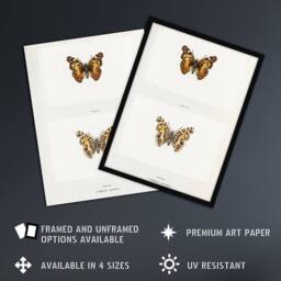 "Artery8 Brazilian Lady Vintage Butterfly Artwork Denton Framed Wall Art Print in White - Size: W12"" x H16""" - thumbnail 2