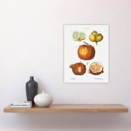 "Artery8 Citrus Fruit Illustration Redoute Vintage Wall Art Print Poster in White - Size: W24"" x H32""" - thumbnail 4
