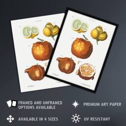 "Artery8 Citrus Fruit Illustration Redoute Vintage Wall Art Print Poster in White - Size: W24"" x H32""" - thumbnail 2