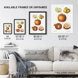 "Artery8 Citrus Fruit Illustration Redoute Vintage Wall Art Print Poster in White - Size: W24"" x H32""" - thumbnail 3