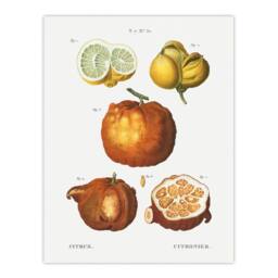 "Artery8 Citrus Fruit Illustration Redoute Vintage Wall Art Print Poster in White - Size: W24"" x H32""" - thumbnail 1