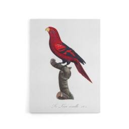 "Artery8 The Violet Necked Lory Parrot Levaillant Canvas Wall Art Print in White - Size: W12"" x H16""" - thumbnail 1