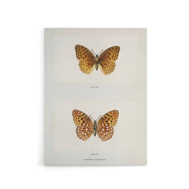 "Artery8 Aphrodite Fritillary Butterfly Denton Canvas Wall Art Print in White - Size: W24"" x H32""" - image 1
