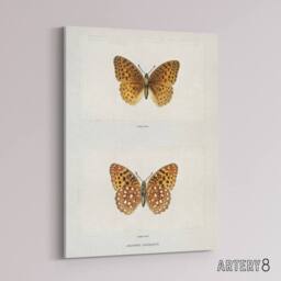 "Artery8 Aphrodite Fritillary Butterfly Denton Canvas Wall Art Print in White - Size: W24"" x H32""" - thumbnail 2