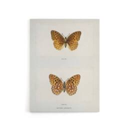 "Artery8 Aphrodite Fritillary Butterfly Denton Canvas Wall Art Print in White - Size: W24"" x H32""" - thumbnail 1
