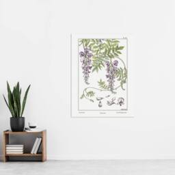 "Artery8 Wisteria Flower Vintage Floral Wall Art Print Verneuil in White - Size: W12"" x H16""" - thumbnail 4