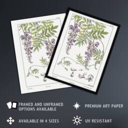 "Artery8 Wisteria Flower Vintage Floral Wall Art Print Verneuil in White - Size: W12"" x H16""" - thumbnail 2