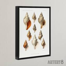 "Artery8 Northern Sea Molluscs Species Albert I Framed Canvas Wall Art Print in White - Size: W12"" x H16""" - thumbnail 2