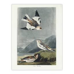 "Artery8 Birds of America Snow Bunting Audubon Nature Wall Art Print Poster in Grey - Size: W12"" x H16""" - thumbnail 1