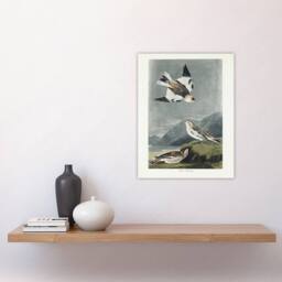 "Artery8 Birds of America Snow Bunting Audubon Nature Wall Art Print Poster in Grey - Size: W12"" x H16""" - thumbnail 4