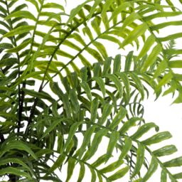 Leaf 50cm Artificial Boston Fronded Fern Plant in Green - thumbnail 5