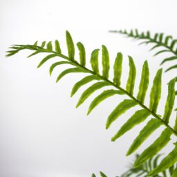 Leaf 50cm Artificial Boston Fronded Fern Plant in Green - thumbnail 3