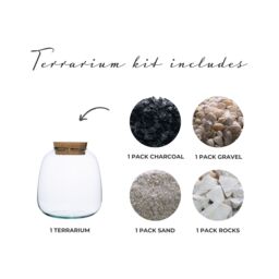 Ivyline Bowl Shape Medium Terrarium DIY Kit H20cm D19cm- Perfect for Gifting in Clear - thumbnail 2