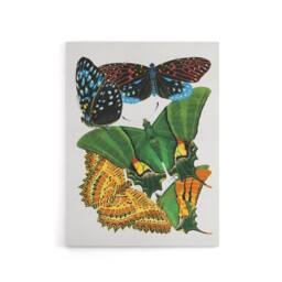 "Artery8 Vintage Vibrant Butterflies Papillons Canvas Wall Art Print Seguy - Size: W24"" x H32""" - thumbnail 1
