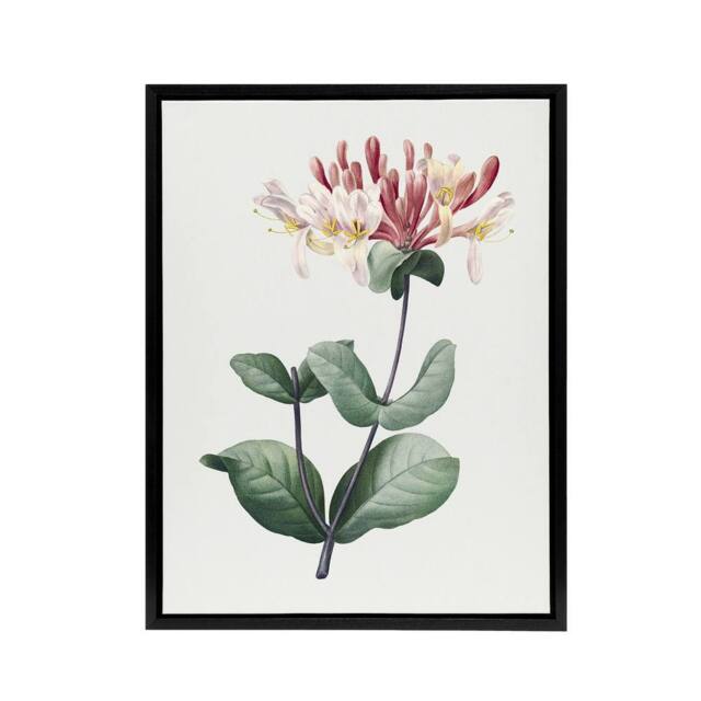 "Artery8 Honeysuckle Botanical Redoute Vintage Black Framed Canvas Wall Art in White - Size: W12"" x H16""" - image 1